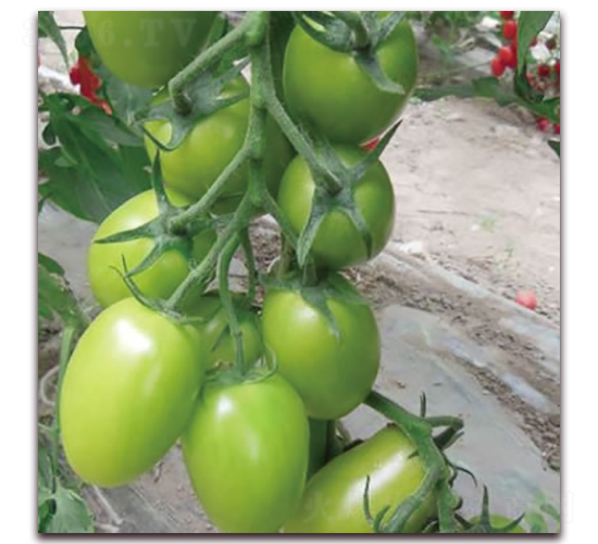 �G��ʯ2̖-С���ѷN��-����