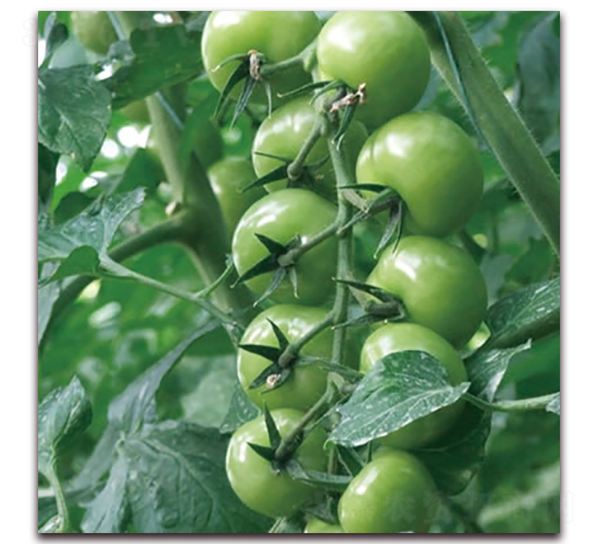 �G��ʯ3̖-С���ѷN��-����