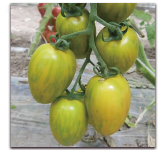 ����2̖(h��o)-С���ѷN��-����