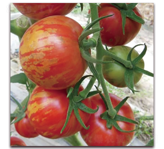 ����3̖(h��o)-С���ѷN��-����