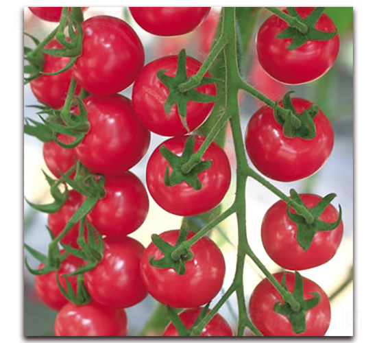 �t��ʯ-С���ѷN��-����