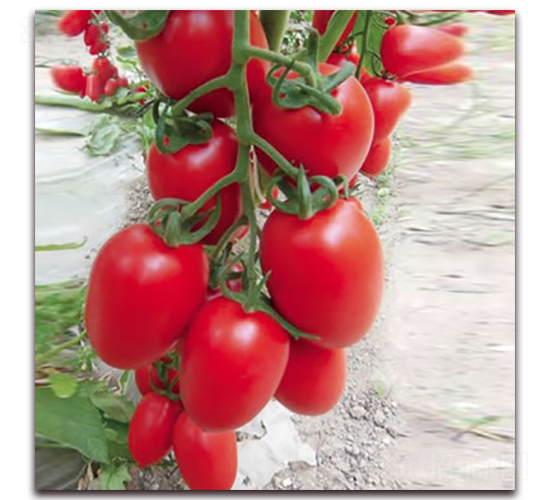 �t��-С���ѷN��-����