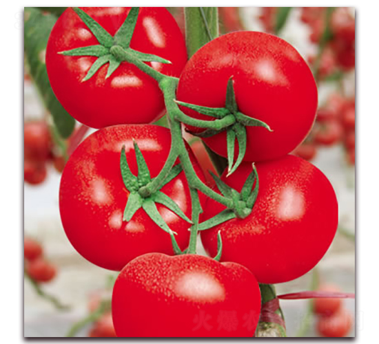 ��ɯ��-�t�����ѷN��-����