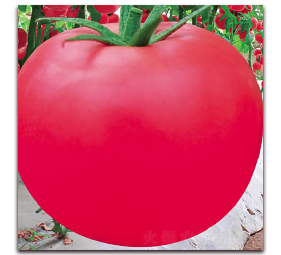 �·۹�һ̖-�۹����ѷN��-����