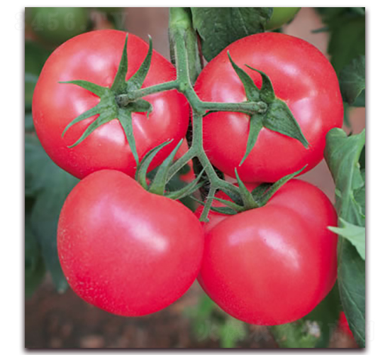 ���m4̖(h��o)-�۹����ѷN��-����