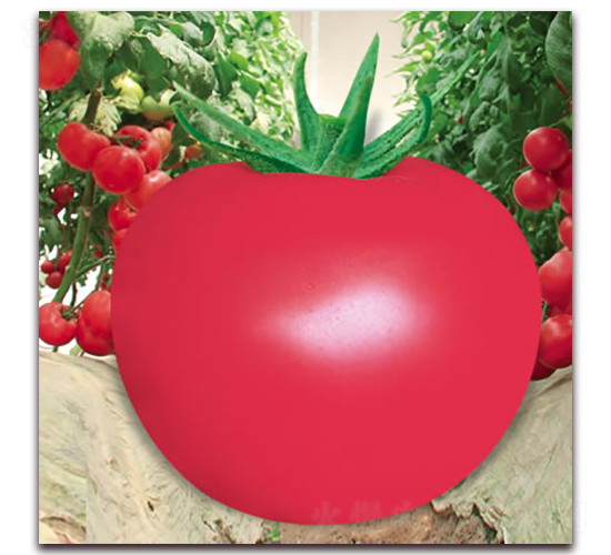 ���m��ʯ-�۹����ѷN��-����