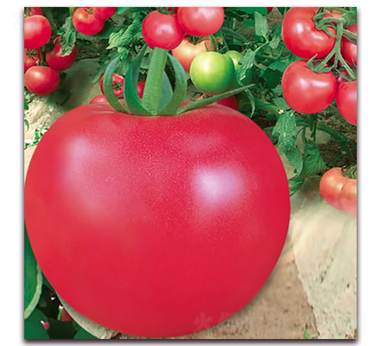 ���m5̖-�۹����ѷN��-����