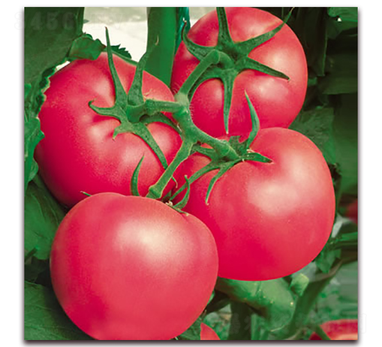 �Ё�212-�۹����ѷN��-����