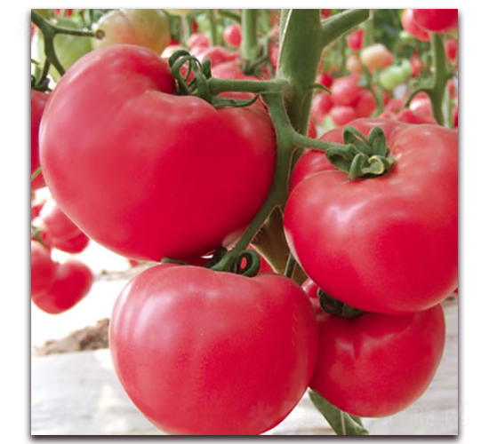 �Ё�һ̖(h��o)-�۹����ѷN��-����