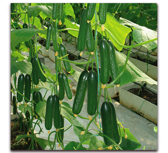 ���-�S�ϷN��-��ʢԪ