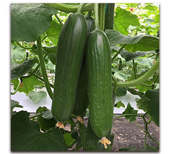 ����100-�S�ϷN��-��ʢԪ