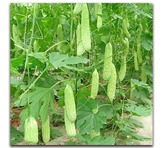 ���339-��ϷN��-��ʢԪ