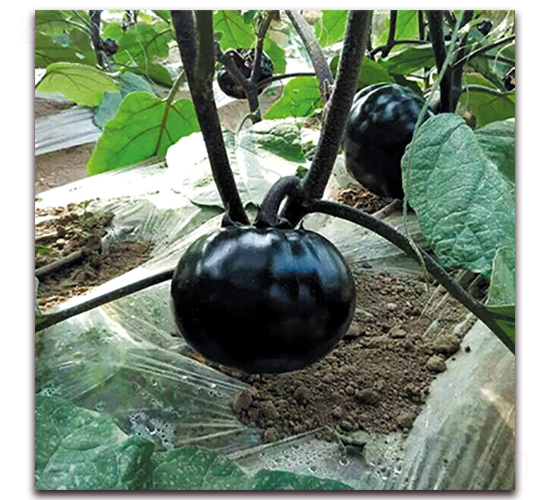 �ڻʺ�-���ӷN��-��ʢԪ