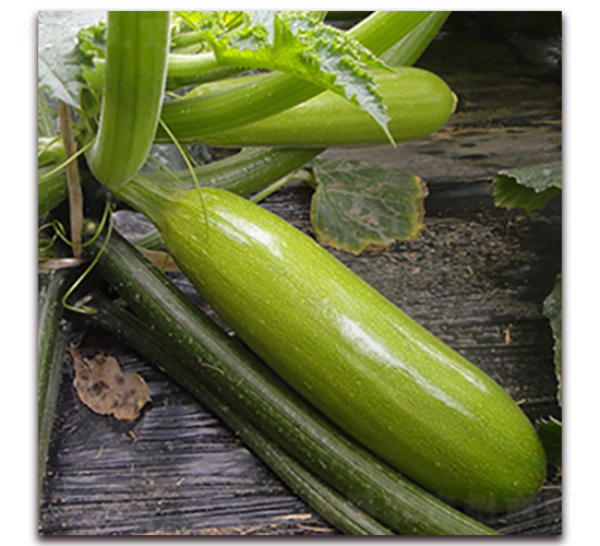 �R�ɲ��_-�����J�N��-��ʢԪ