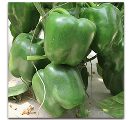 ����˹�D-�𽷷N��-��ʢԪ