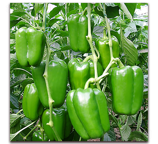 ������-�𽷷N��-��ʢԪ