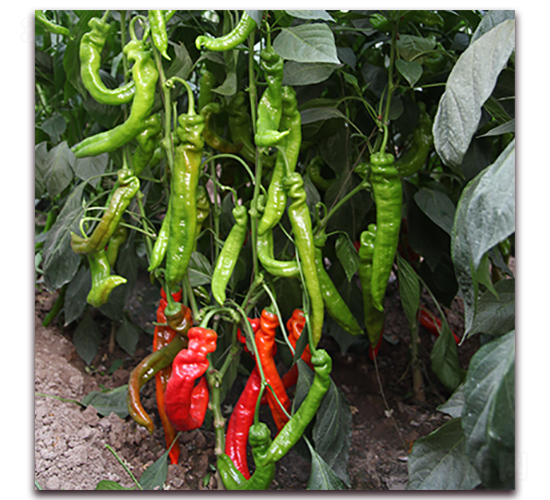 ����һ̖-�⽷�N��-��ʢԪ