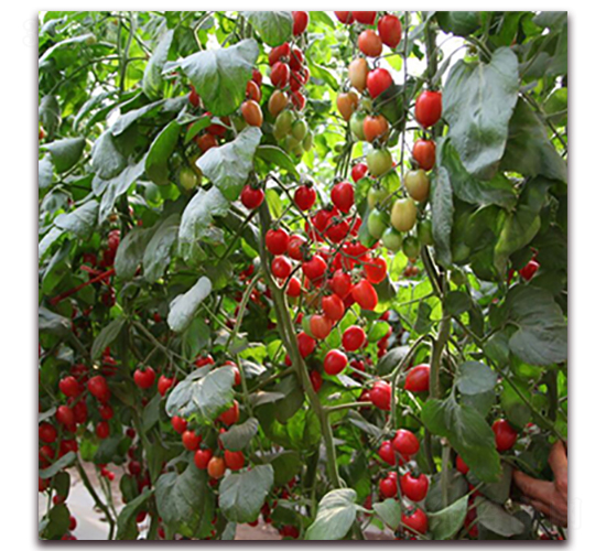 ����-���ҷ��ѷN��-��ʢԪ