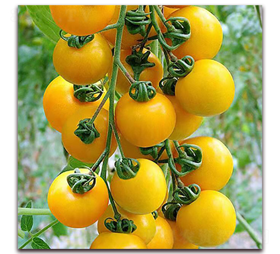 �S����-���ҷ��ѷN��-��ʢԪ