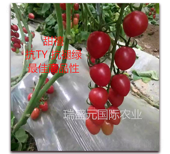 ����-���ҷ��ѷN��-��ʢԪ