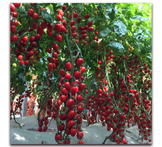 �ŵ���C10-���ҷ��ѷN��-��ʢԪ