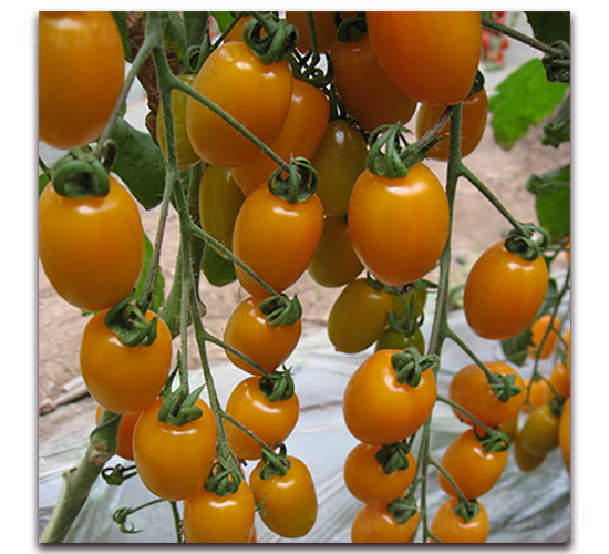 �S��-���ҷ��ѷN��-��ʢԪ