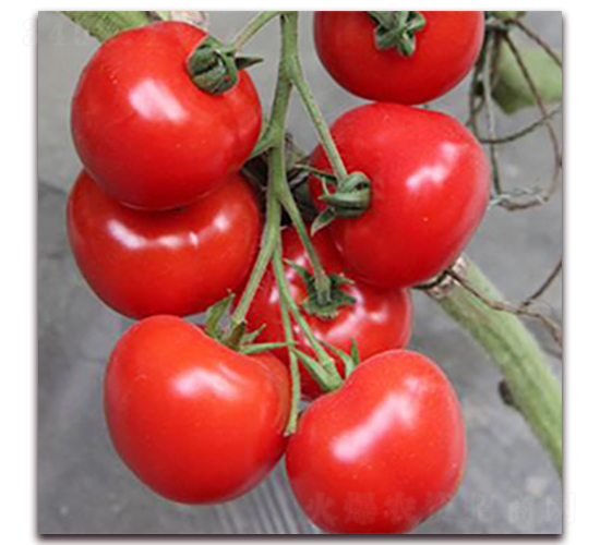 ���մ�t-���ҷ��ѷN��-��ʢԪ