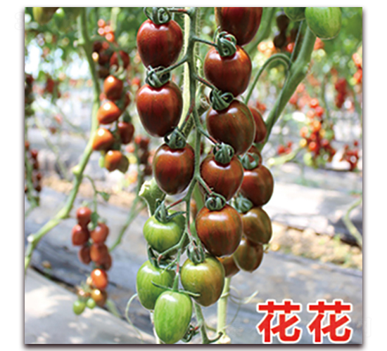 ����-���ҷ��ѷN��-��ʢԪ