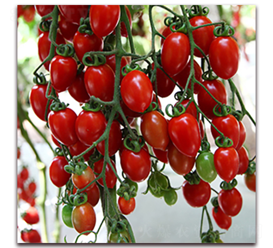 �_(t��i)��1175-���ҷ��ѷN��-��ʢԪ