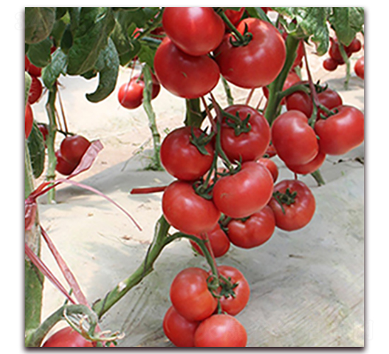 ����DOF-�۹����ѷN��-��ʢԪ