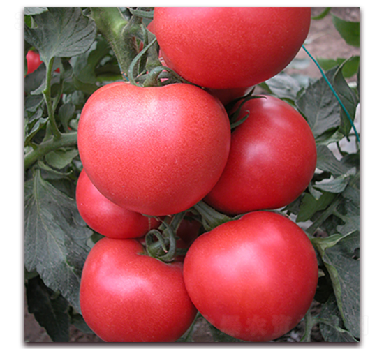 ���ƋI-�۹����ѷN��-��ʢԪ