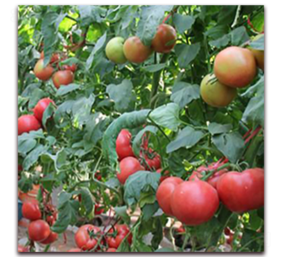 ʥ�_��-�۹����ѷN��-��ʢԪ