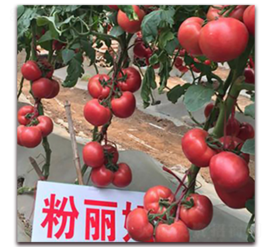 ������-�۹����ѷN��-��ʢԪ