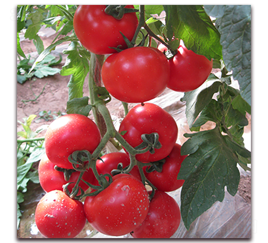 �ŵ���-�t�����ѷN��-��ʢԪ