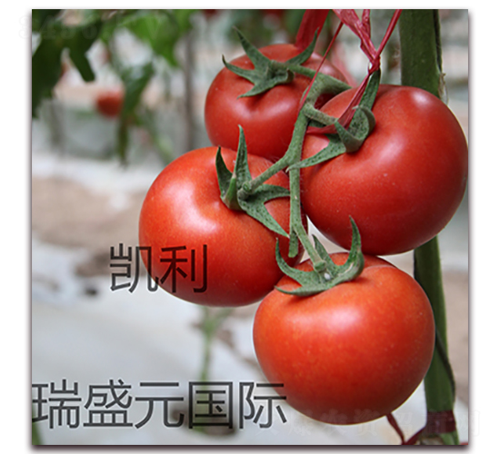 �P��-�t�����ѷN��-��ʢԪ