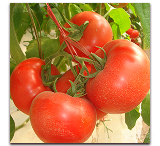 �|���t-�t�����ѷN��-��ʢԪ