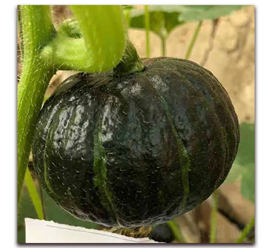 �ձ�3̖(h��o)-�ϹϷN��-��ʢԪ