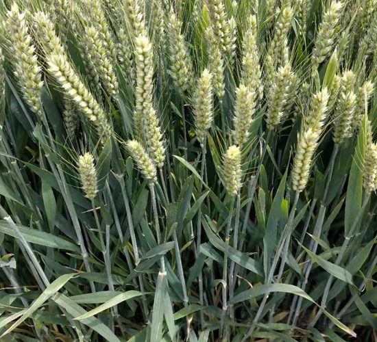 ����2000-С���N��-���\�N�I(y��)