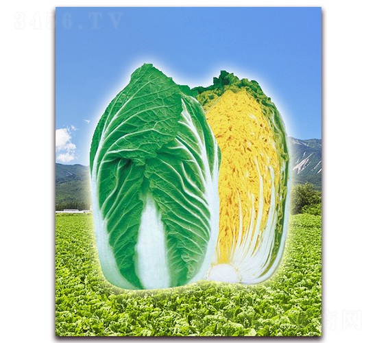 ��ʢ-��ײ˷N��-���r(n��ng)���v