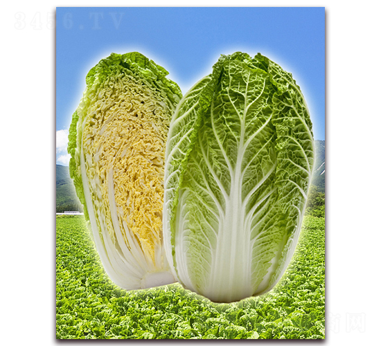 ����-��ײ˷N��-���r(n��ng)���v