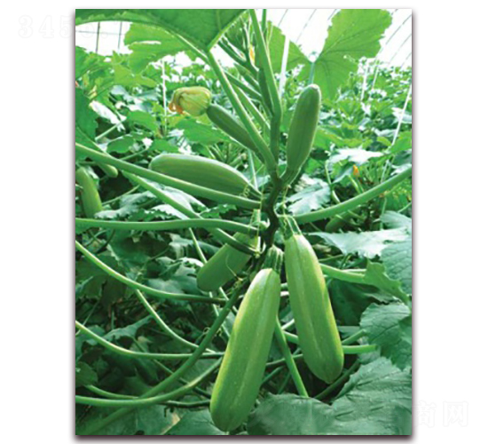 ���v36-�����J�N��-���r(n��ng)���v