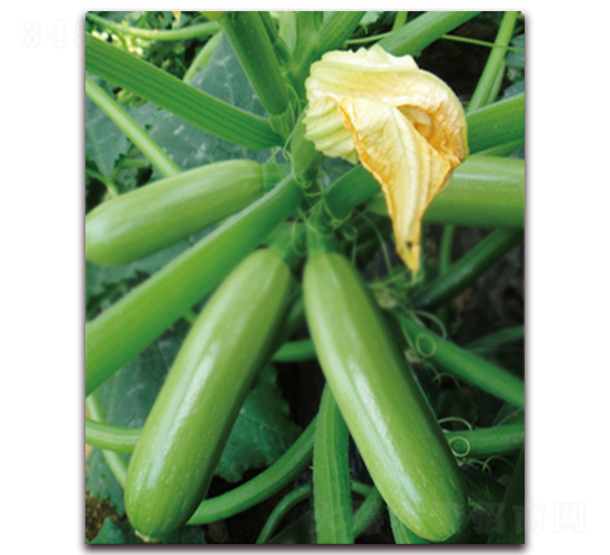 ����˹-�����J�N��-���r(n��ng)���v