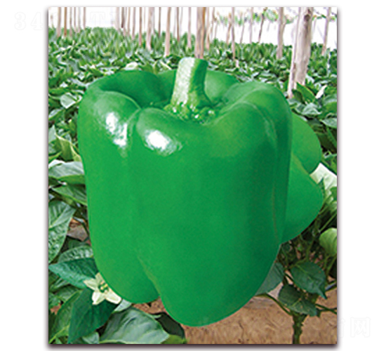 �G��һ̖(h��o)-�𽷷N��-���r(n��ng)���v