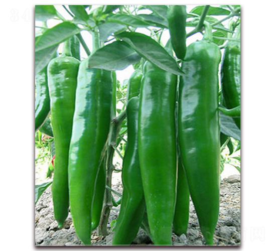 �Խ�һ̖(h��o)-ţ�ǽ��N��-���r(n��ng)���v