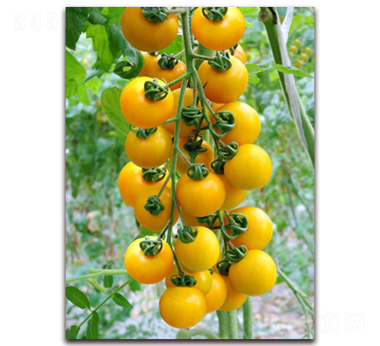 ����F1-�SɫС���ѷN��-���r(n��ng)���v