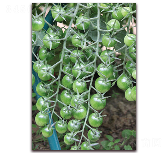 �G��ʯF1-С���ѷN��-���r(n��ng)���v