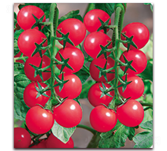 �۵�һ̖(h��o)F1-����ʥŮ���N��-���r(n��ng)���v