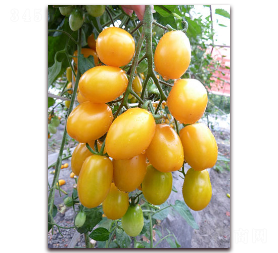 ������̖(h��o)F1-�SɫС���ѷN��-���r(n��ng)���v