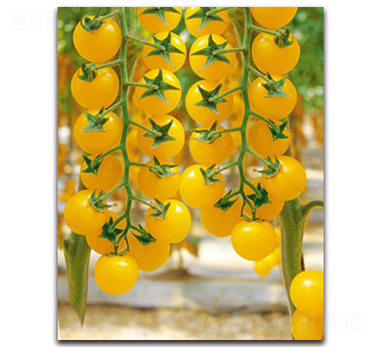 �����Sһ̖(h��o)F1-�S����С���ѷN��-���r(n��ng)���v