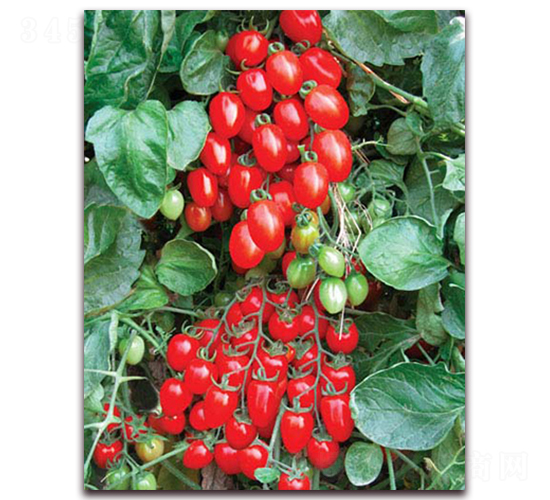 �t��ʯF1-����С���ѷN��-���r(n��ng)���v